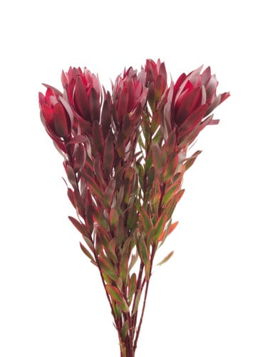 Leucadendron Jester bella  80cm