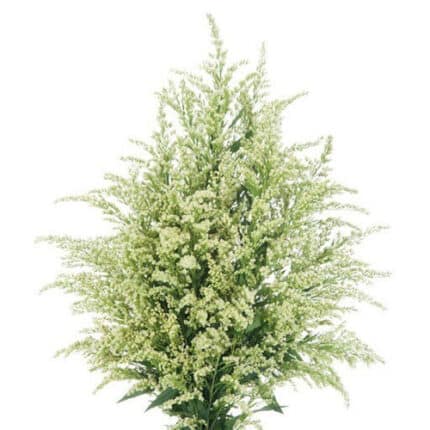 Solidago Estelle Cream allure