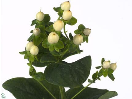Hypericum Spray White fc