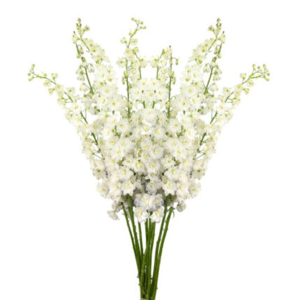 Delph Elatum White River 90cm