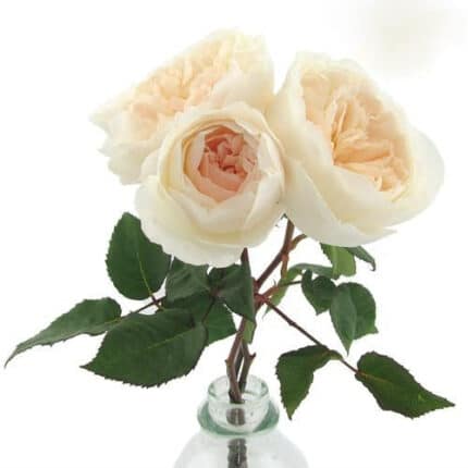 Rose Purity (12 stem) Alex