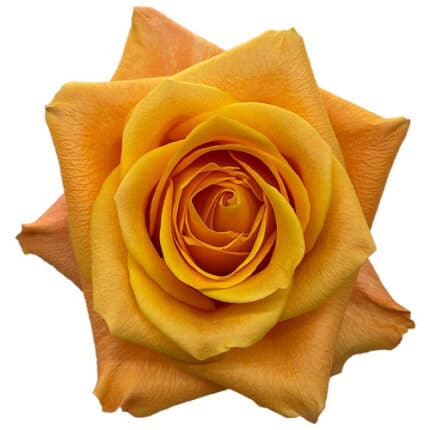 Rose Aloha 40cm florecal