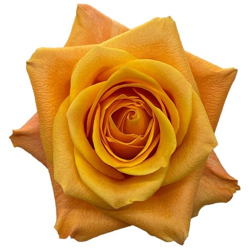 76964c75-319f-40f1-8e35-96b5aeec2cd9.jpg Rose Aloha 40cm florecal - Image 1