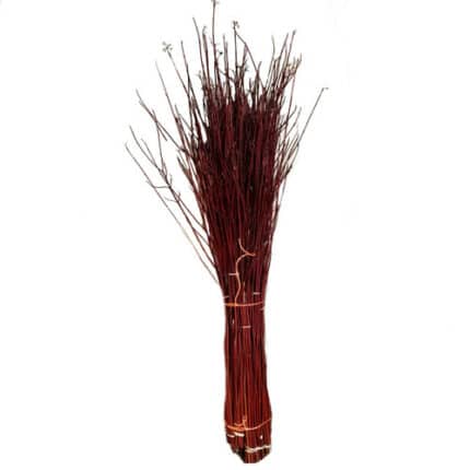 Dogwood Red seaberry 3-4'ft