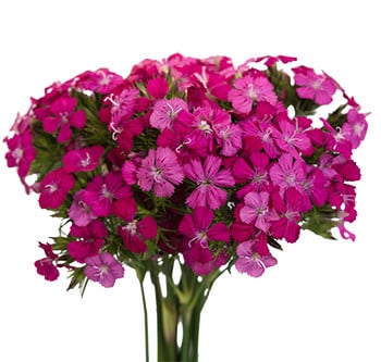 Dianthus Cherry rfi