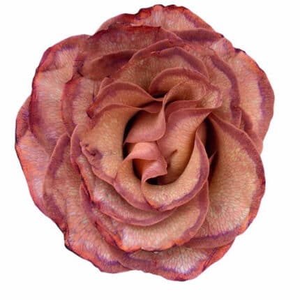 Rose Latte 70cm toscana