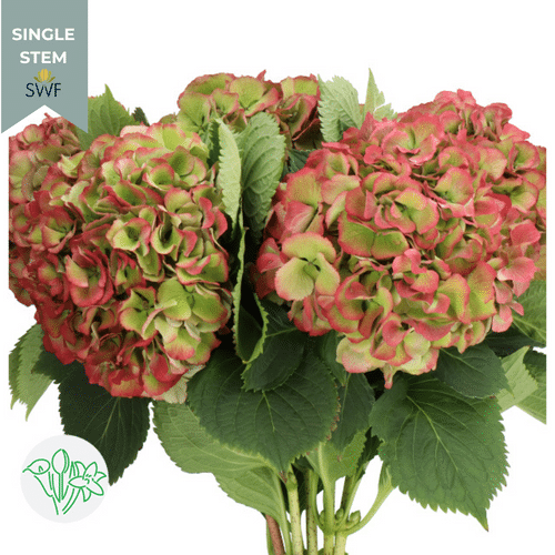 76b5d4ea-df24-4b65-8785-37452536bfd6.png Hydrangea Elbtal holl(STEM) - Image 1