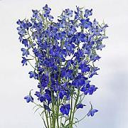 Delph Blue Sea Waltz 70cm rfi