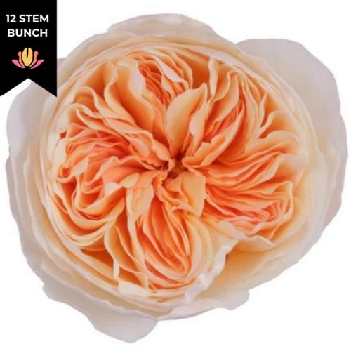 76be1405-1899-4a4e-a10b-56b77d9744e3.jpg Rose Gdn Juliet fresca(12st) - Image 1