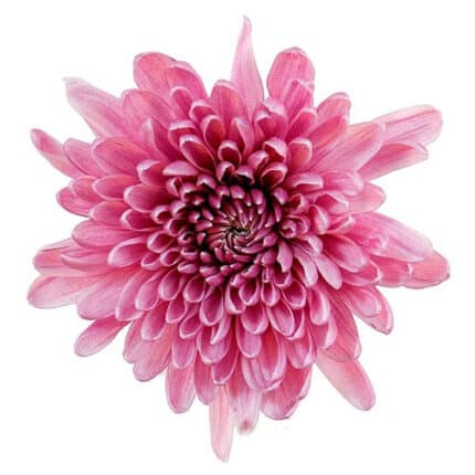 Mum Disbud Golosina Pink gdn