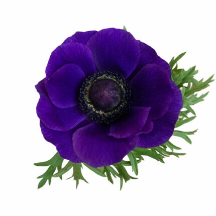 Anemone Blue chile