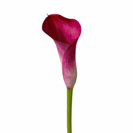Calla Pink Passion galleria