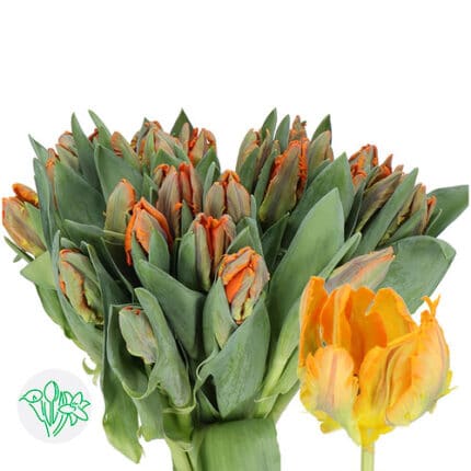 Tulip Parrot Irene by