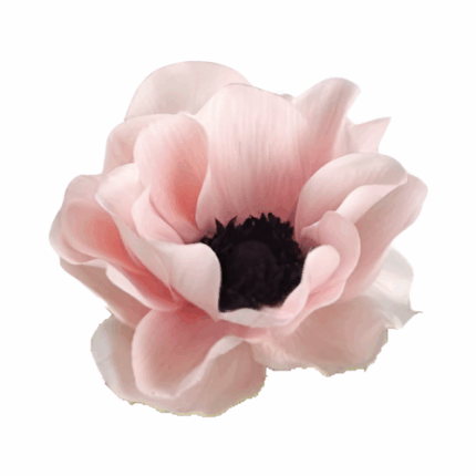 Anemone White Lt Pk rio sel