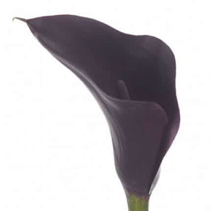 Calla Capt Belicia holl