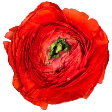 Ranunculus Infinity Red florsa