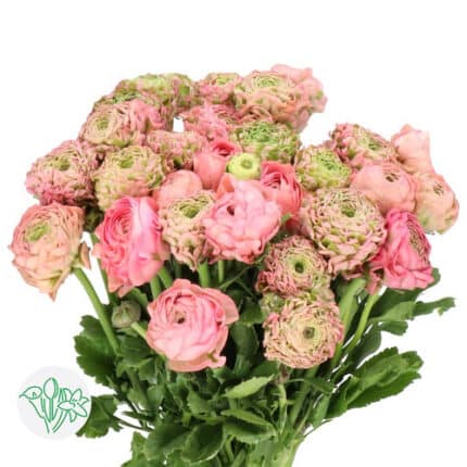 Ranunculus Pon Pon Alice holl