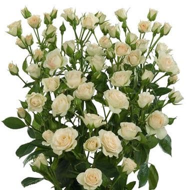 RoseSpray Cream Gracia fresca