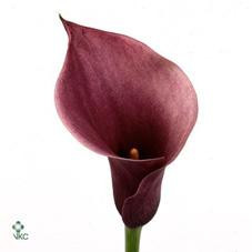 Calla Chianti holl purple