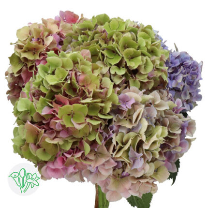 Hydrangea Cassanova holl(STEM)