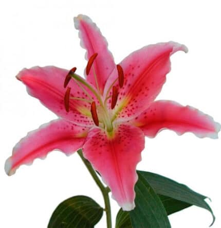 Lily Joop (10 case) holl