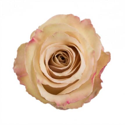 Rose Quicksand 50cm priv coll rio