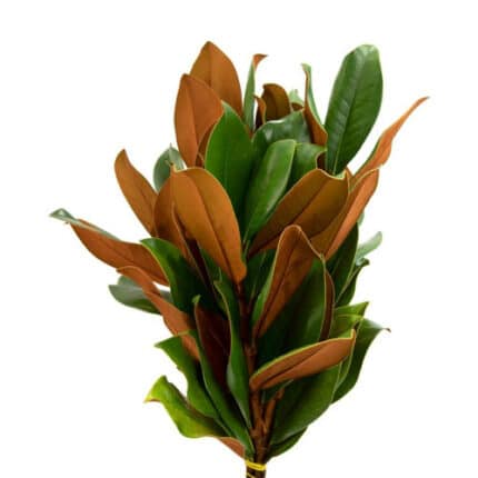 Magnolia 3-4" seaberry
