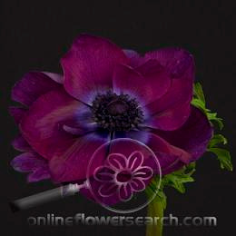 Anemonie Eggplant chile