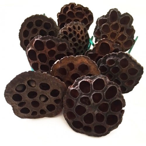 778c28a8-44fe-46dc-86a8-57b9ee8160a0.jpg LOTUS Pod Nat Picked 100pk - Image 1