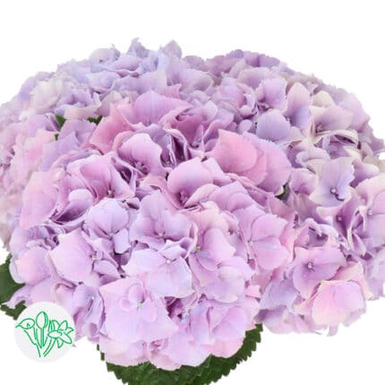 Hydrangea Royal Benefit holl(S