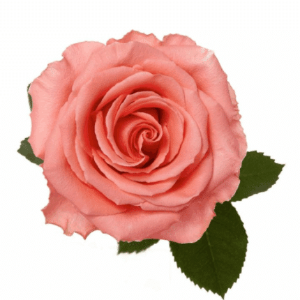 Rose Amsterdam 50cm Choice