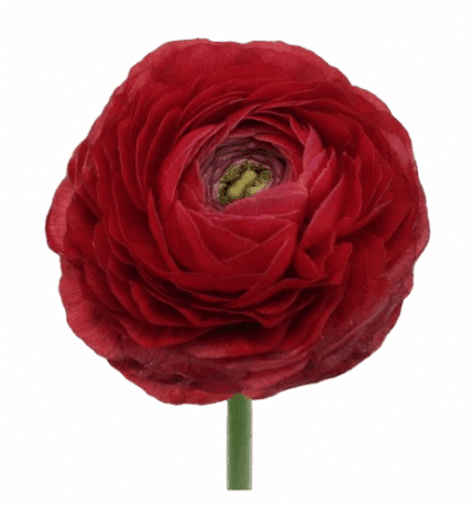 Ranunculus Cloni Success Red r