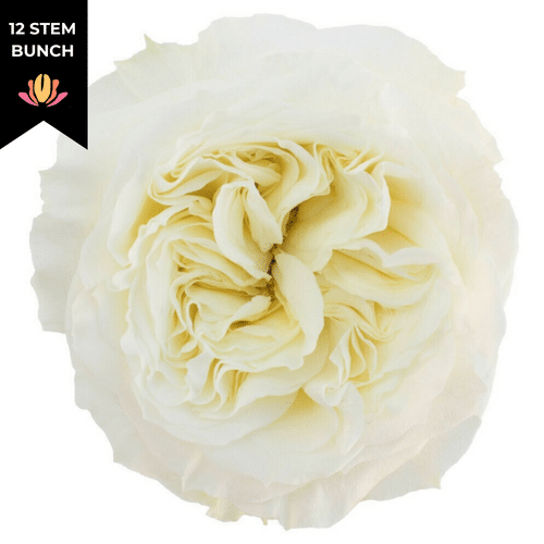 77acfa5d-55ed-403c-9728-ec23588b52e3.png Rose Gdn Patience rprima(12st) - Image 1