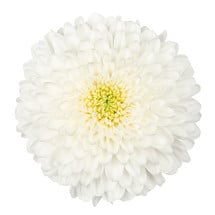 Mum Disbud Superbowl fresca