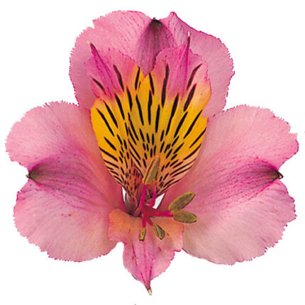 Alstro. Tuscana bmark sel