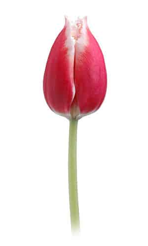 Tulip Frill Canasta holl