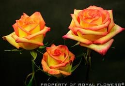Konfetti (yellow orange)70 rfi
