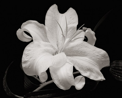Cassablanca lily 3/4 hosa