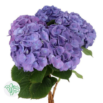 Hydrangea Da Vinci holl(STEM)