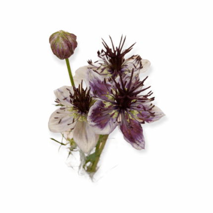 Nigella Striped pods cramer