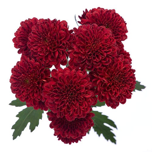 77f82b52-72fa-4346-b3b5-a9ac8f10f030.jpg Pom Button Hot Rod bmark - Image 1