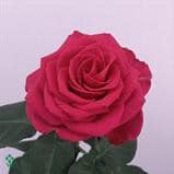 Milano eufloria 24"