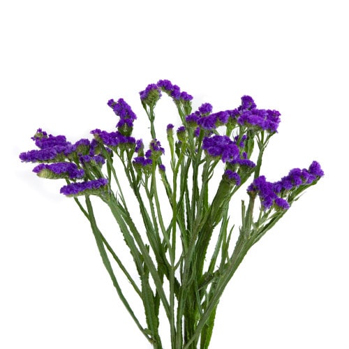 77fd0486-2a4d-4c97-9b04-45ad0f724653.jpg Statice Carnival Purple valleflor - Image 1