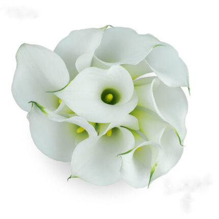 Callas Aspen sande