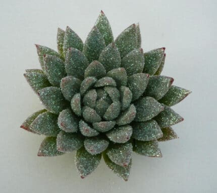 Succulent Pearl Glitter holl (stem)