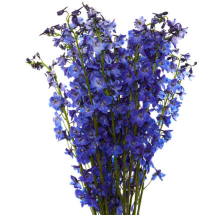 Delph Royal Dk. Blue 90cm vall