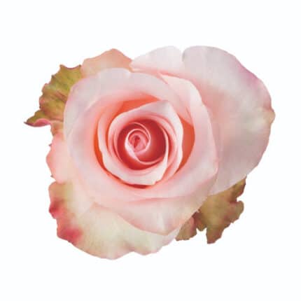 Rose Arleen 60cm rprima