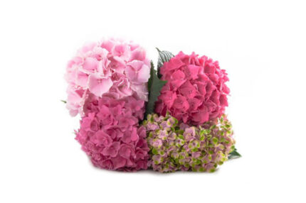 Hydrangea Pink Asst(20case) ho