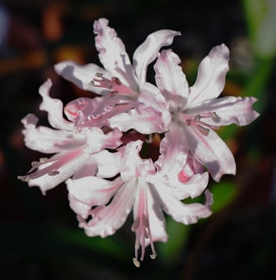 NERINE lt pink holl