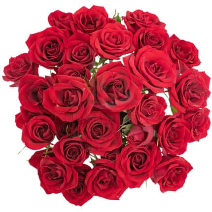 Spray Rose Scarlette Mimi 20"